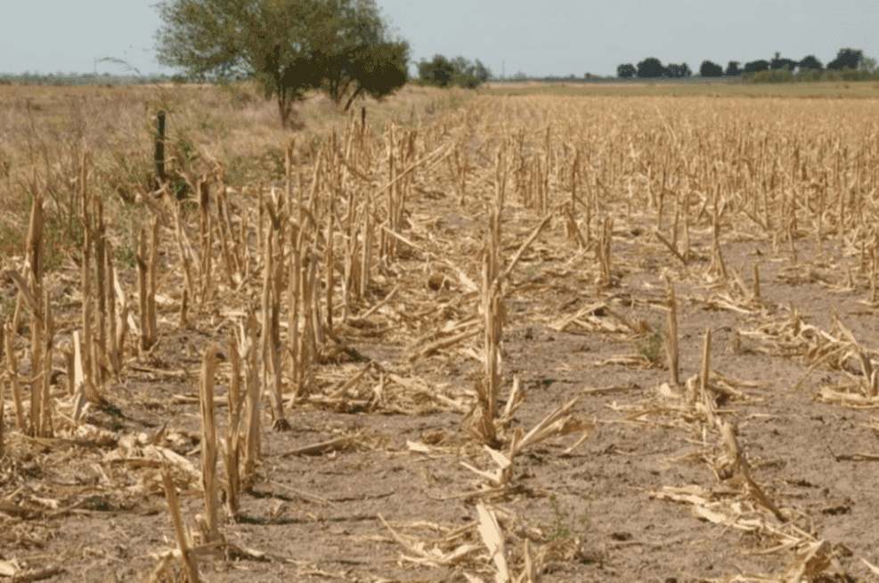 Nación Homologó la Emergencia Agropecuaria para Santa Fe