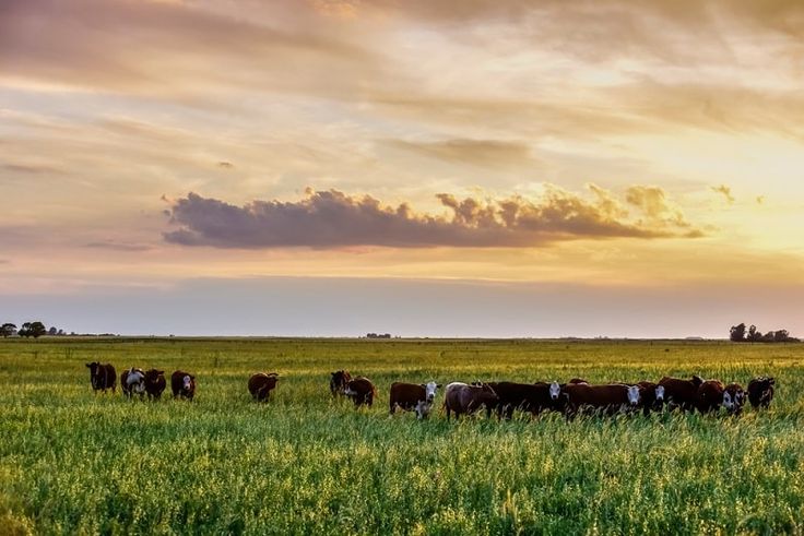 La Comisión de Ganadería abrió el 2026 con foco en trazabilidad y ambiente