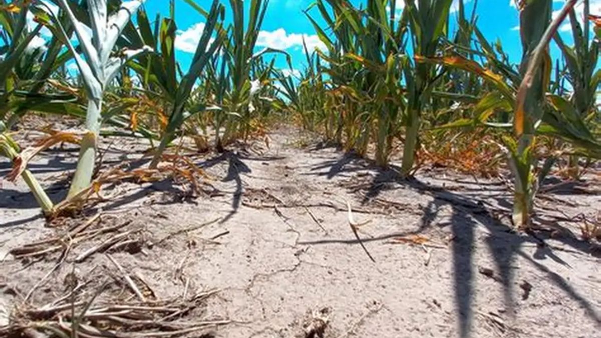 Prórroga de Emergencia Agropecuaria aprobada para el norte de Santa Fe