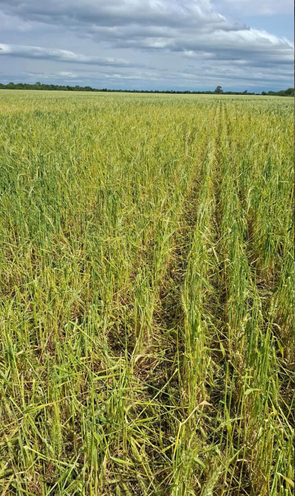 CARSFE acompaña a los productores afectados por el temporal